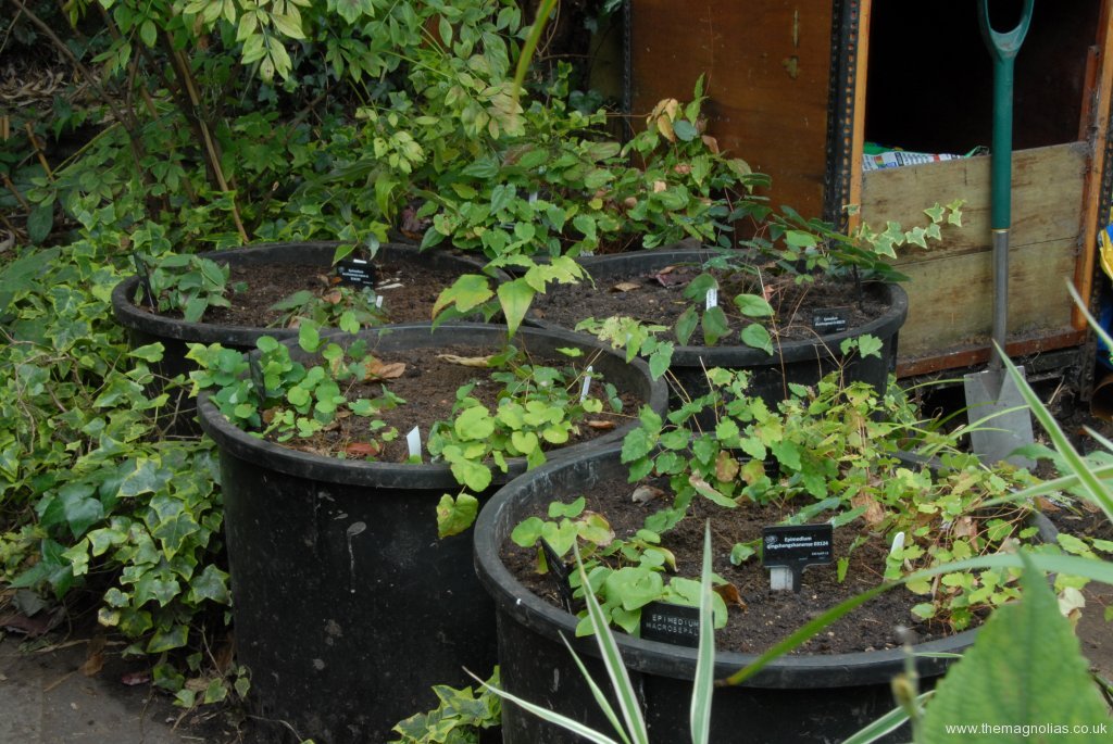 Five Ex-water Plant Tubs