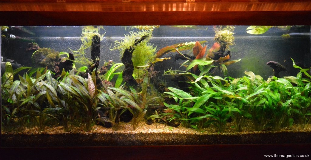 Refurbished Aquarium