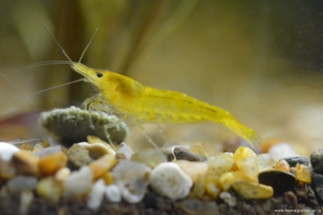 Neocaridina heteropoda yellow
