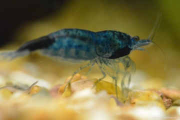 Neocaridina heteropoda blue