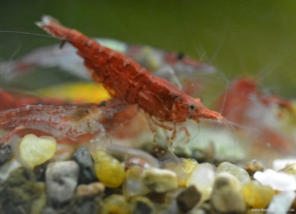 Neocaridina heteropoda various