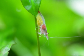 Neocaridina heteropoda 'Rili' with eggs (berried)