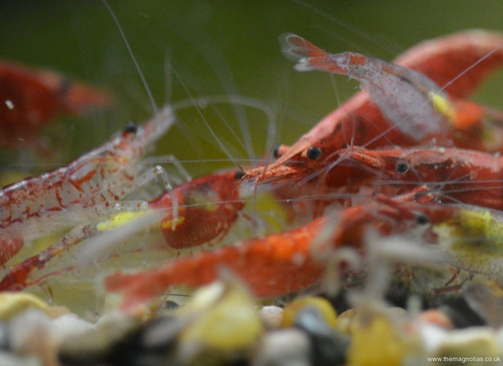 Neocaridina heteropoda feeding on algae wafer
