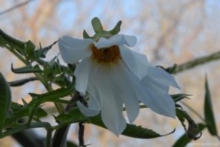 Dahlia imperialis 'Alba'
