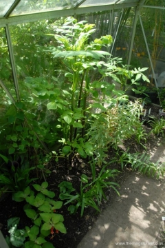 Dahlia imperialis in mid May