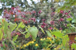 Epimedium 'Red Maximum'