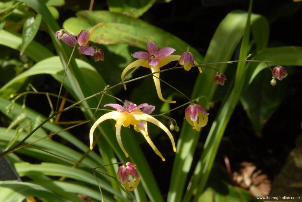 Epimedium 'Space Wagon'