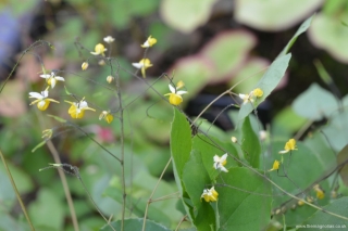 Epimedium 'Wisley Imp'