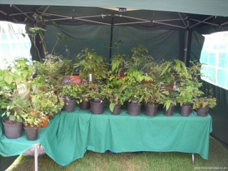 Epimedium display at Hyde Hall 2014