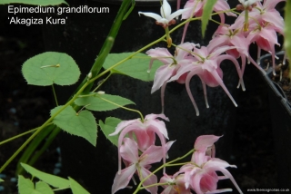 Epimedium grandiflorum 'Akagiza Kura'