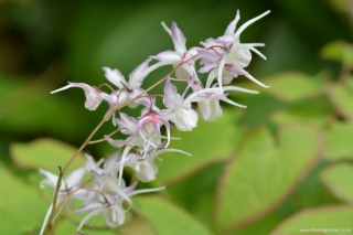 Epimedium grandiflorum \'Jennie Maillard