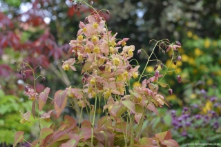 Epimedium x versicolor 'Versicolor'
