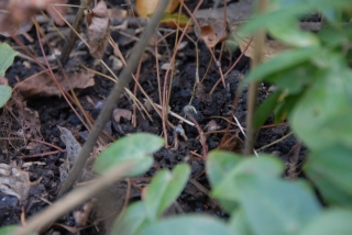 Epimedium x youngianum 'Shikinomai'