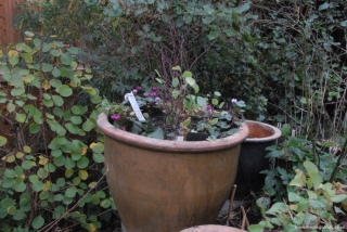 Ex Waterlily Pot