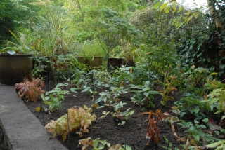 Ex-pond just planted