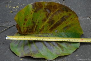 Giant Magnolia Leaf