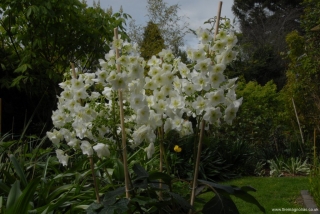 Hydrangea quercifolia 'Snowflake'