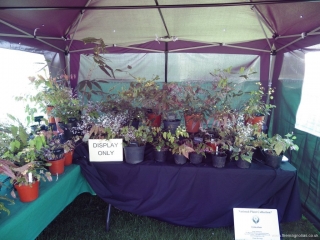RHS Hyde Hall Epimedium Display