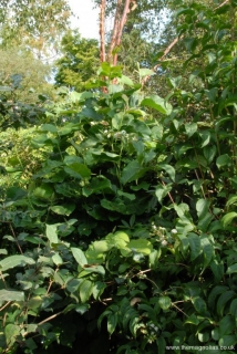 Magnolia 'Royal Crown' new growth