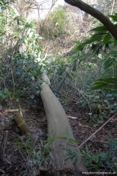 Magnolia salicifolia