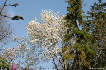 Magnolia salicifolia