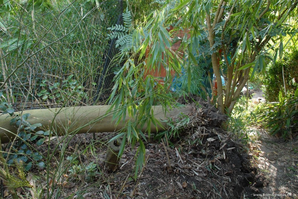 Magnolia salicifolia