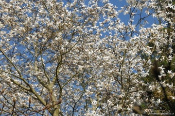 Magnolia salicifolia