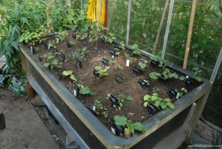 New Epimediun Nursery Bed Planted