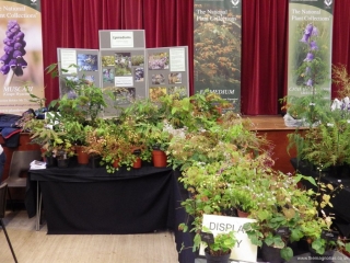 Norfolk Plant Fair Epimedium Display