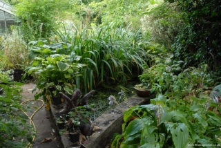 Old Goldfish Pond
