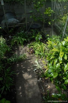 Orange and Lemon in new greenhouse