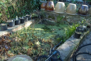 Pond being pumped out