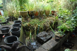 Pond pumped out