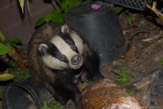 A use for your dead koi