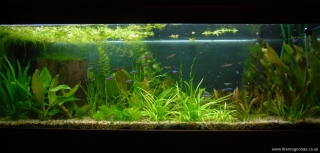 Amazon Sword Tank