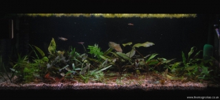 Bedroom Tank