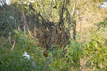 blackened top os tree dahlia
