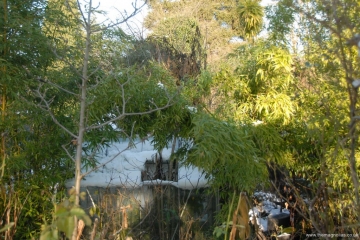 blackened tree dahlia