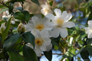 Camellia japonica 'Lily Pons'