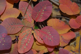 Cotinus 'Grace'