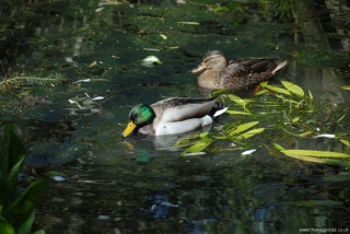 Partially Welcome Visitors