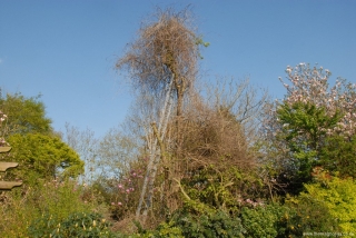 Celastrus on Pear Tree.