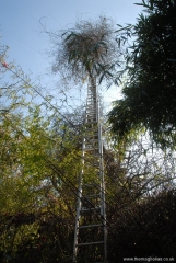 Arty View up Ladder!