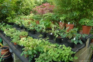 Epimedium Pot Display Area