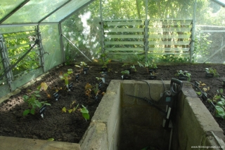 Epimedium Nursery Greenhouse