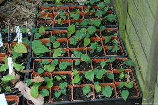 Epimedium seedlings