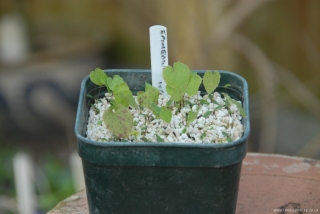 Epimedium Seedlings