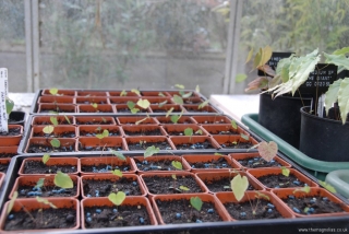 Epimedium Seedlings