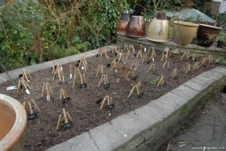 Freshly planted bed