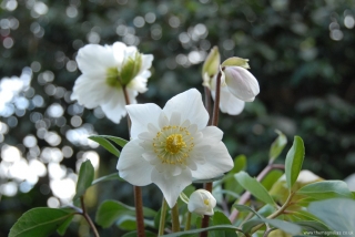 Hellebors niger double